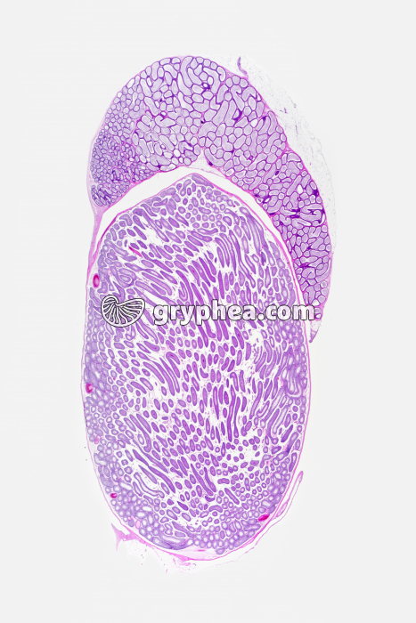 Testicule de Cobaye CL totale x1,5 - gryphea.com